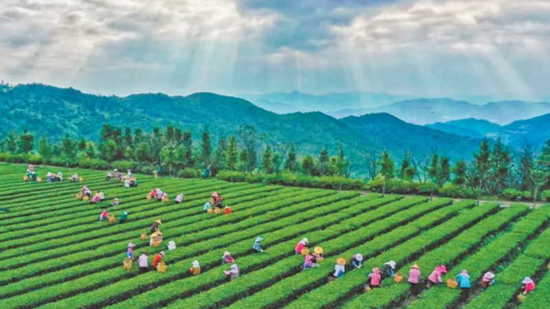 种植管理系统材质分类解析：从选材到应用**