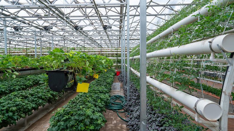 农业项目招标评分标准解析：关键要素与注意事项