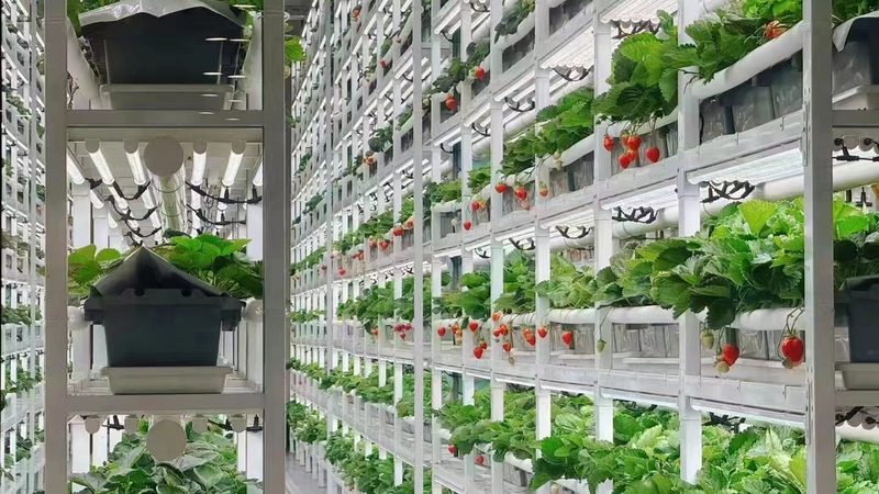 农业种植培训：费用构成与合理选择**