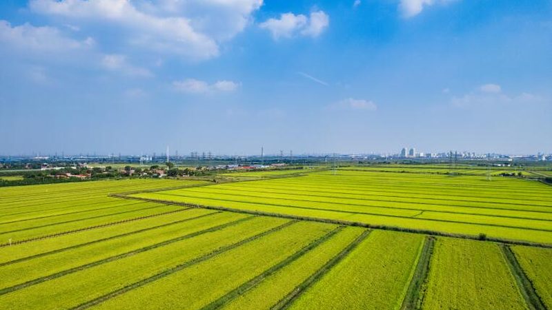 农产品配送平台：构建高效流通的桥梁
