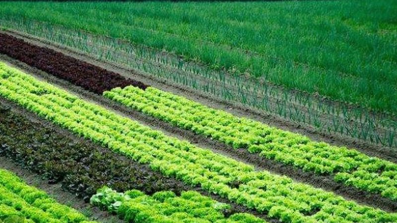 成都粮食种植基地公司：揭秘现代粮食生产的绿色之路**