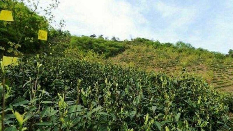 粮食种植病虫害防治：科学方法与误区解析