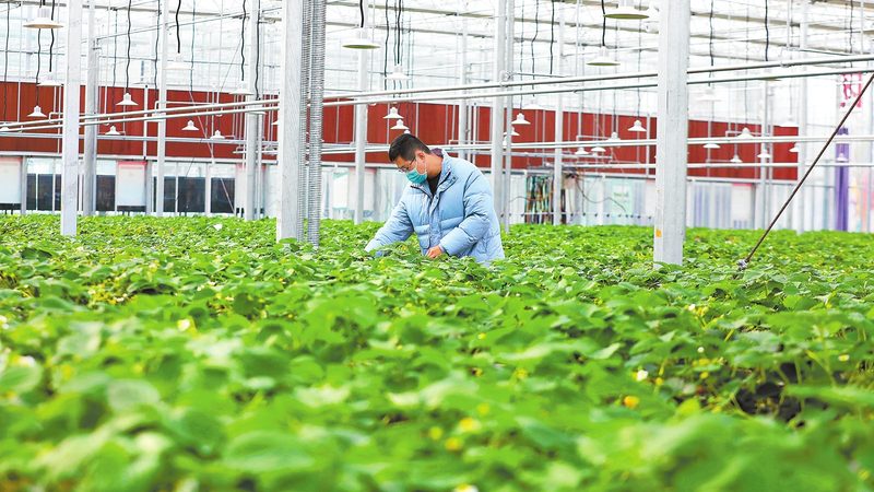 复合肥型号规格表：选购与使用要点解析**