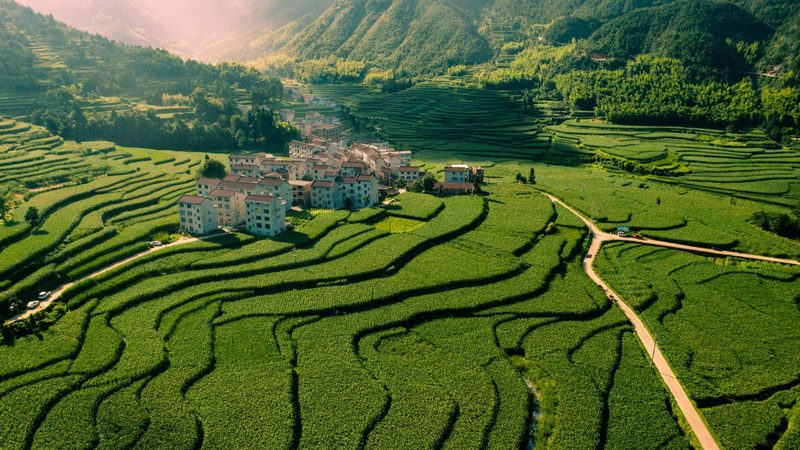 中药材种植技术规范：科学种植，保障药材品质