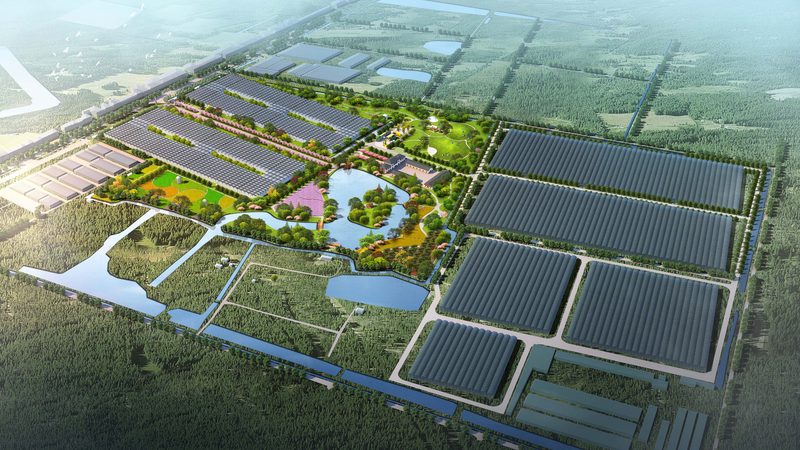 蓝莓种植间距：如何平衡土壤健康与产量提升
