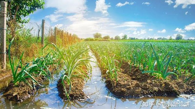 塑料大棚与玻璃大棚：现代农业设施之优缺点解析